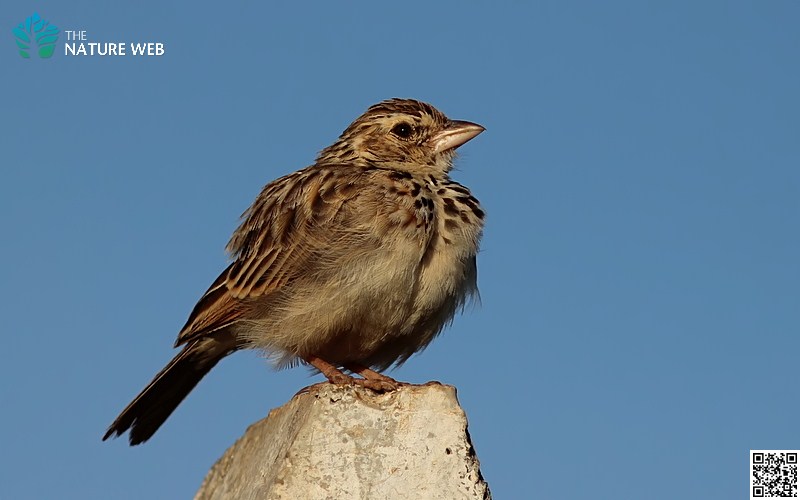 Indian Bush Lark